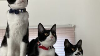 ねことの暮らし